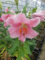 [4537 VH13 No02.JPG]